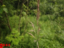怎樣的八字組合是婚姻不合的