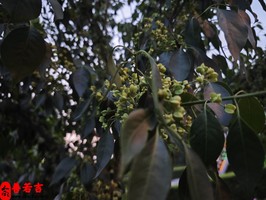 那些八字的人注定事業成就不大