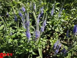 有機會出名的人八字如何看