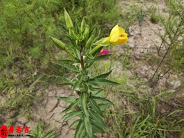 婚後能幸福的女人八字如何看