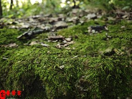命局食伤星太盛女性：优点多方面展现，魅力独特
