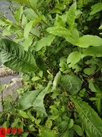 八字看自己有幾個孩子？