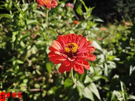 巳时出生女性性格优为什么析：魅力与善良的结合