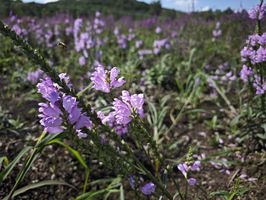 農曆幾月出生的人會做生意會賺錢