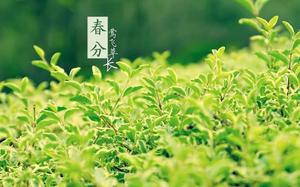 春分誕兒，智慧非凡，意志堅定，堅韌不拔。