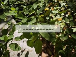 八字里用木通关(八字木很旺为什么用神还是木)