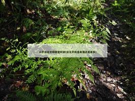 日元中和就是好命(日元平和是身強還是身弱)