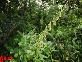 偏印格命格的人是否富貴之人