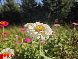 庚金日出生的女孩优点多多：聪明、独立、果断