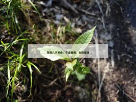 在線算命平台：華蓋偏佛，太極偏道