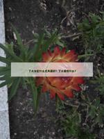 丁火女配什麼丈夫最好？丁火最怕什麼？