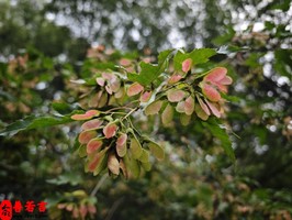 八字算出命硬是代表什麼