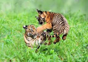 臘月出生不吉利，虎年12月寶寶命運佳