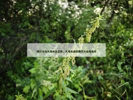 佛灯火与大海水会怎样，大海水遇到佛灯火会相克吗