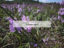 年月日时辰八字算命