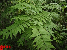 楊柳木女人的婚姻好不好