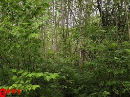 八字看你会嫁给什么男人