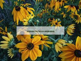 日坐傷官的八字(為什麼七殺旺反而溫柔)