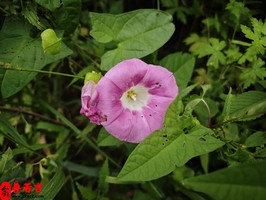 算命預測婚姻準確性探討：如何判斷預測準不準？