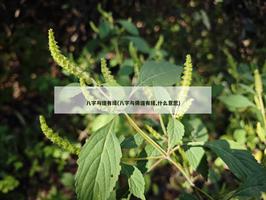 八字與道有緣(八字與佛道有緣,什麼意思)