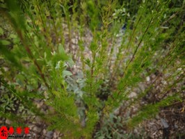 免费生辰八字配对婚姻查询精准匹配美满姻缘