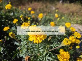 七杀格富贵程度如何呢？出将入相还是财星衰弱