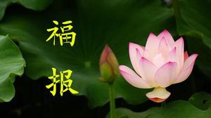 新生寶寶福澤深厚，命好運佳，財氣盈門，福報連連。