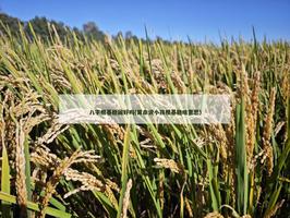 八字根基穩固好嗎(算命說小孩根基穩什麼意思)