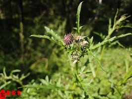 男人怎樣的八字會對愛情注定專一嗎