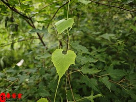 出生在丙申日這天的人命運到底好不好