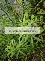 改了年齡的人怎麼算命(資深算命先生教你“改命”)