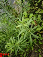 晚婚會幸福的人八字如何看