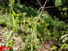 命局食傷星過旺女子性格優劣解析：是否真的很好？