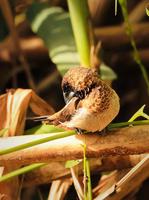 出門偶遇心儀動物，正緣緣分顯現跡象。