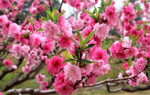 桃馬庫，生肖象徵，寓意吉祥。