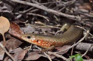 蛇日出生的女孩命运佳