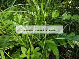 八字能不能從，從了又會怎樣