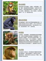 下半年生肖猴健康风险大提示