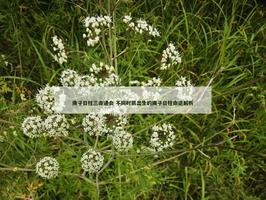 庚子日柱三命通會 不同時辰出生的庚子日柱命運解析