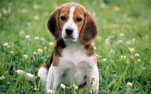 屬狗小年出生命運解析