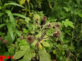 给别人预测缘分时的常用词句