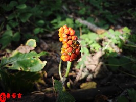 辛丑年男寶寶五行缺何，命運如何？