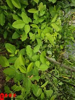 哪些八字的人盡量遠離賭博十賭九輸