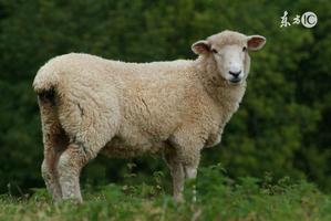 下半年生肖羊健康风险预警提示